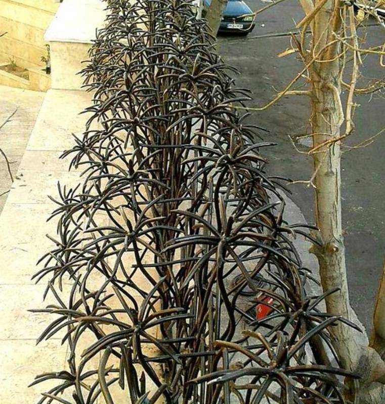 حفاظ مدل نخل مرداب