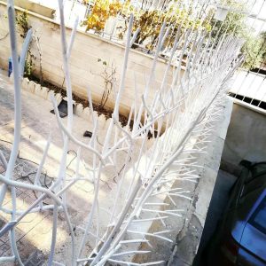 حفاظ شاخ گوزنی در دماوند