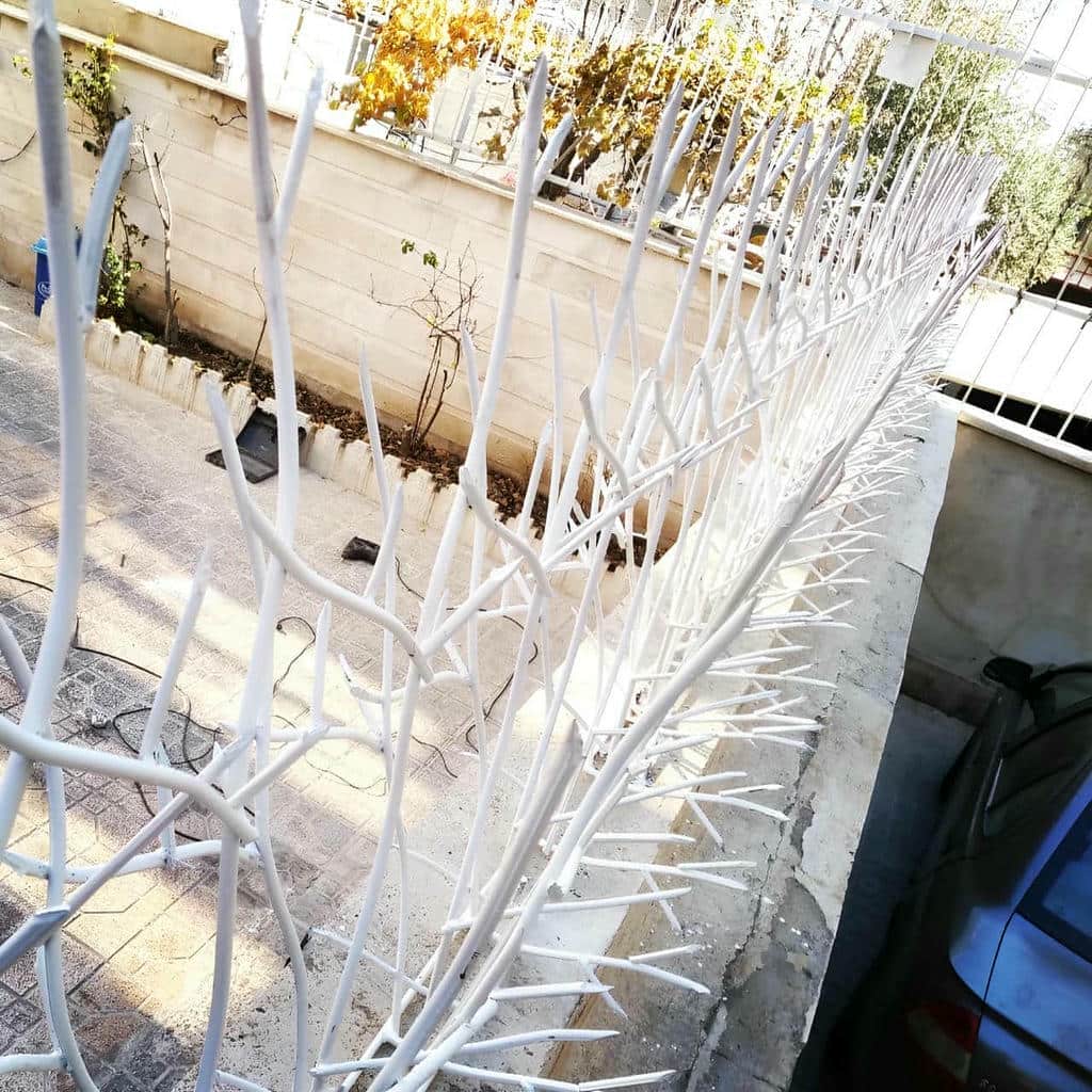 حفاظ شاخ گوزنی در دماوند