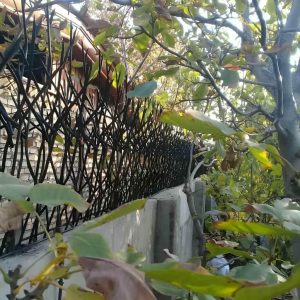 حفاظ شاخ گوزنی در فردیس کرج