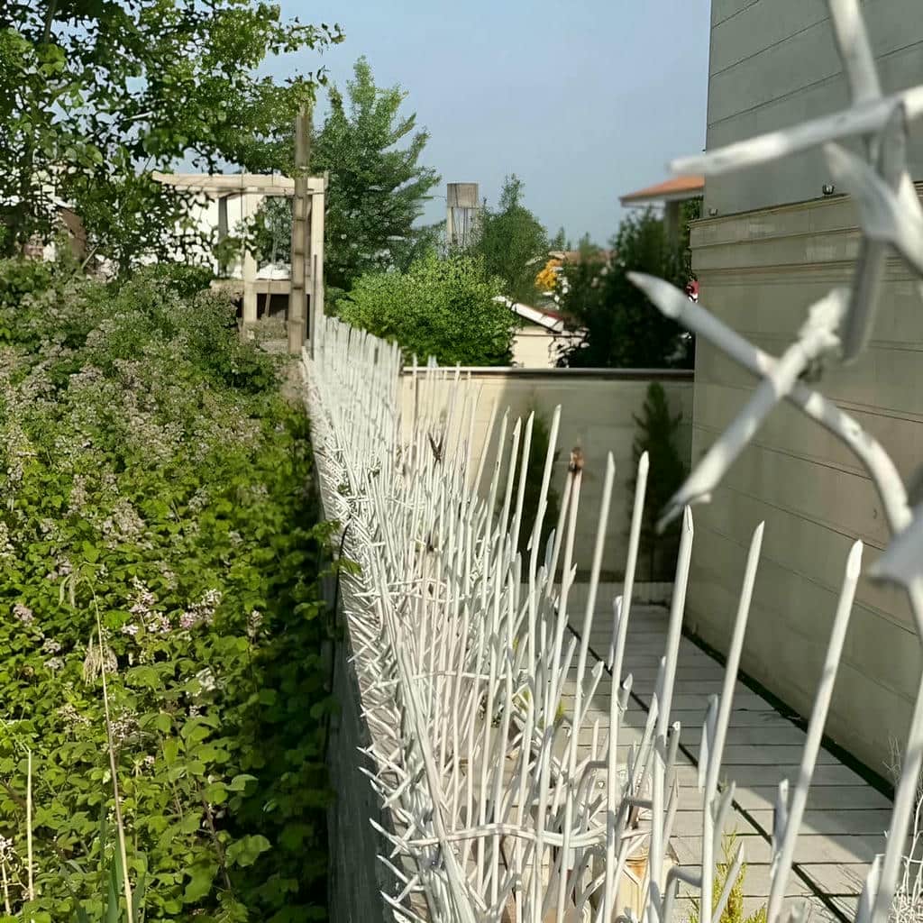 حفاظ شاخ گوزنی در ملارد