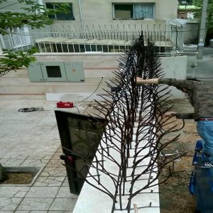 حفاظ شاخ گوزنی در بومهن