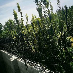 حفاظ شاخ گوزنی در تهران