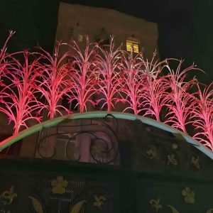 حفاظ شاخ گوزنی در قائمشهر