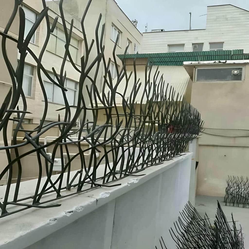 حفاظ شاخ گوزنی در لواسان