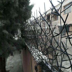حفاظ شاخ گوزنی در کاشان