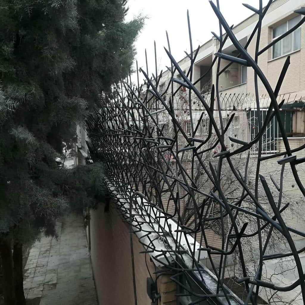 حفاظ شاخ گوزنی در کاشان