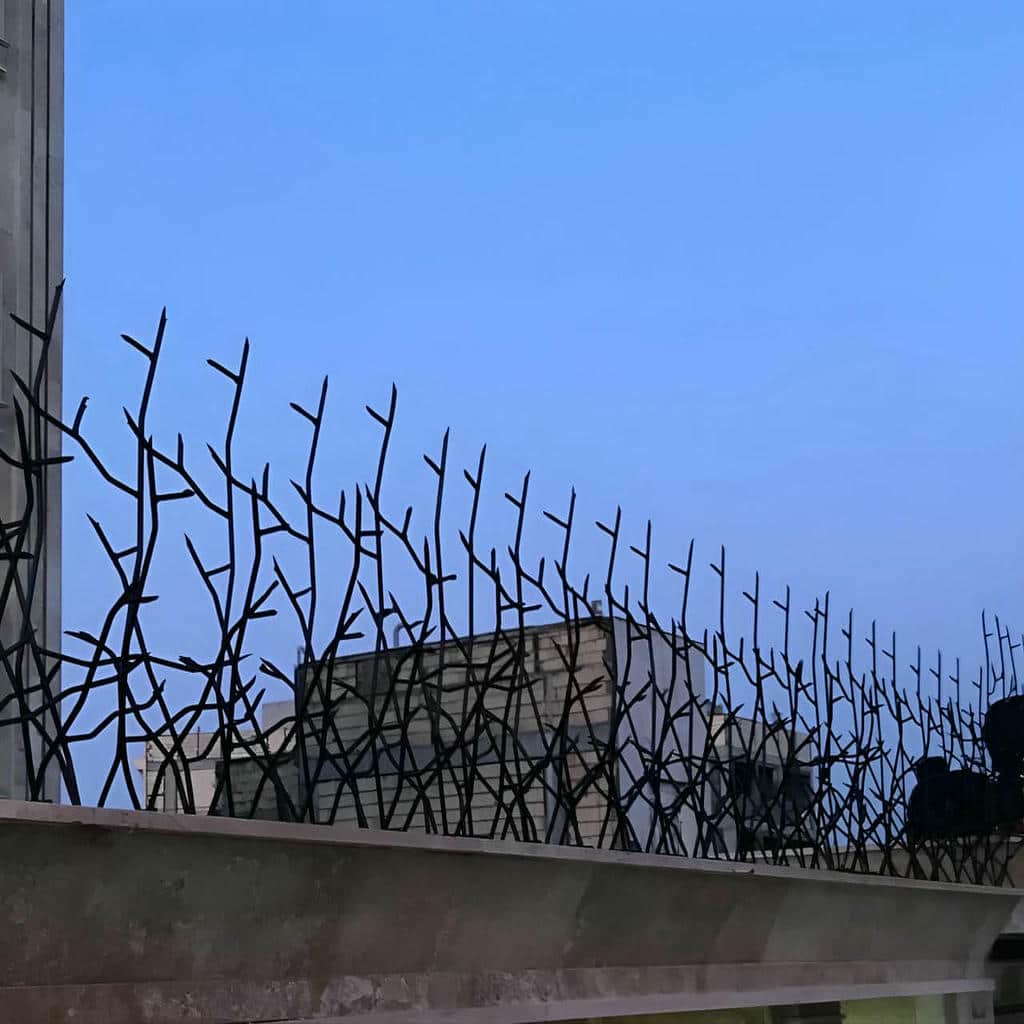 حفاظ شاخ گوزنی در کرج