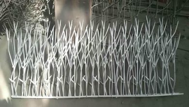 حفاظ شاخ گوزنی در رفسنجان
