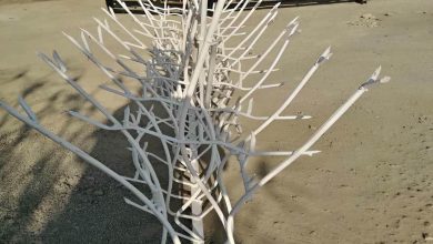 حفاظ شاخ گوزنی دیوار ساختمان در رشت