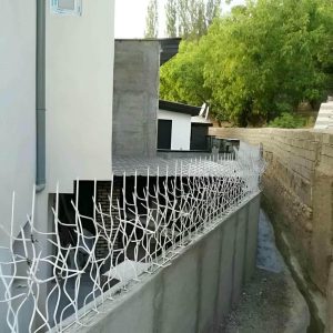 حفاظ شاخ گوزنی در فشم