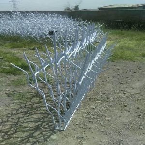 حفاظ شاخ گوزنی در خرم آباد