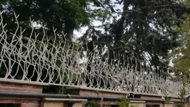 حفاظ شاخ گوزنی با شاخه های متراکم مناسب دیوار ویلا