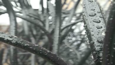 حفاظ دیوار سفارشی طوسی در زاهدان